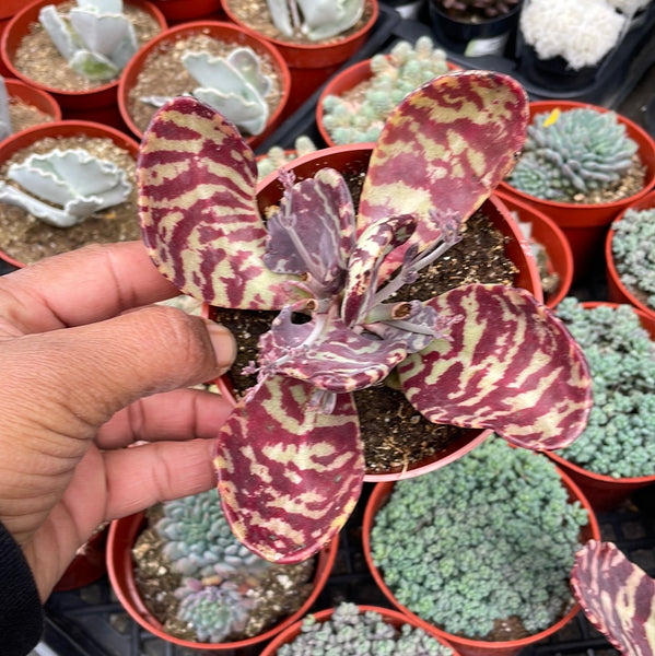 kalanchoe humilis succulent Kalanchoe Humilis – Just Succ It