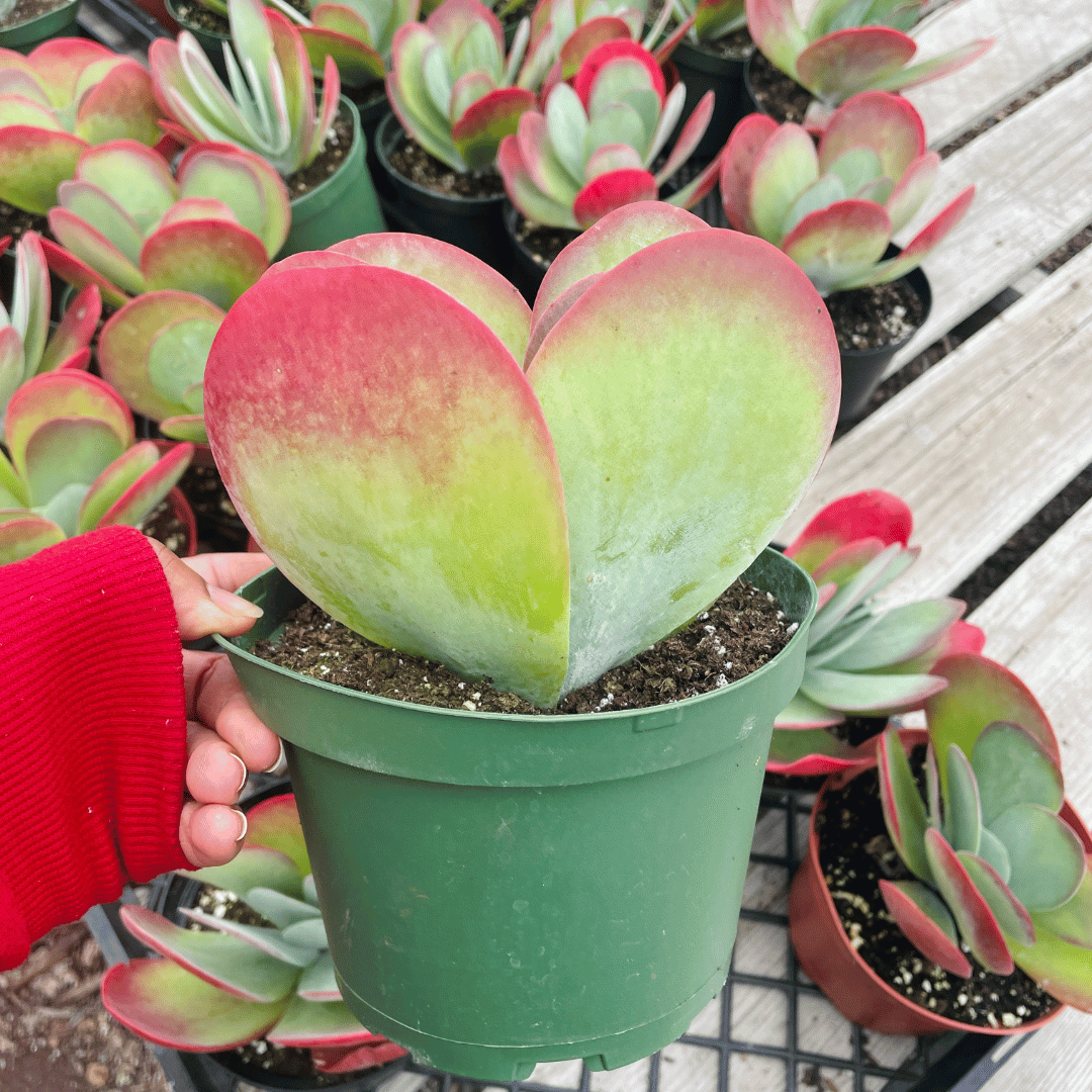 Kalanchoe Luciae -Paddle Plant