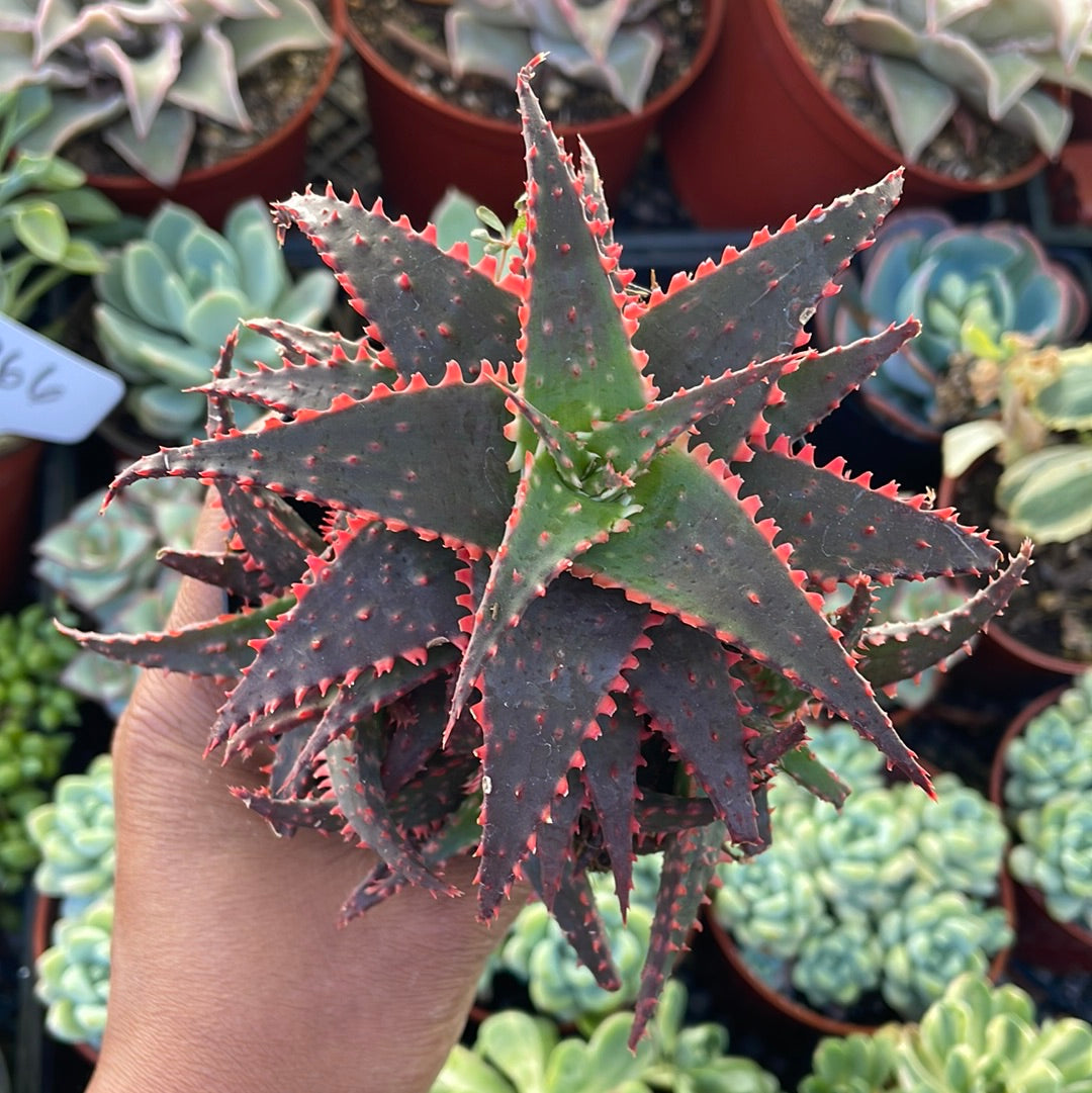 Aloe Christmas Sleigh Succulent