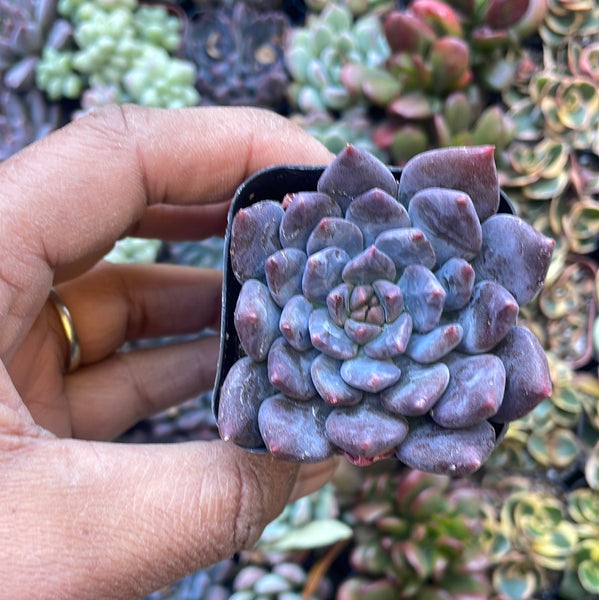 dark elf succulent care Sedeveria Dark Elf – Just Succ It