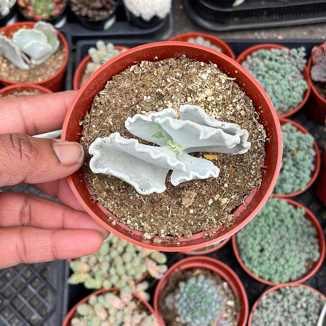 Cotyledon undulata rare succulent