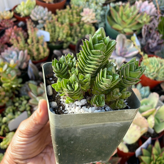 Buddha Temple Crassula