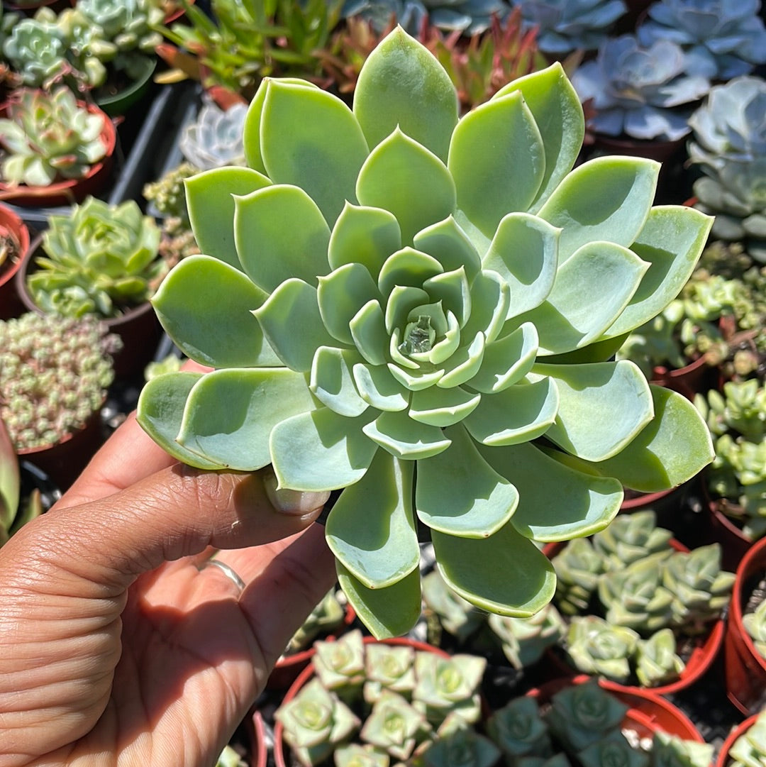 Echeveria Blue Atoll