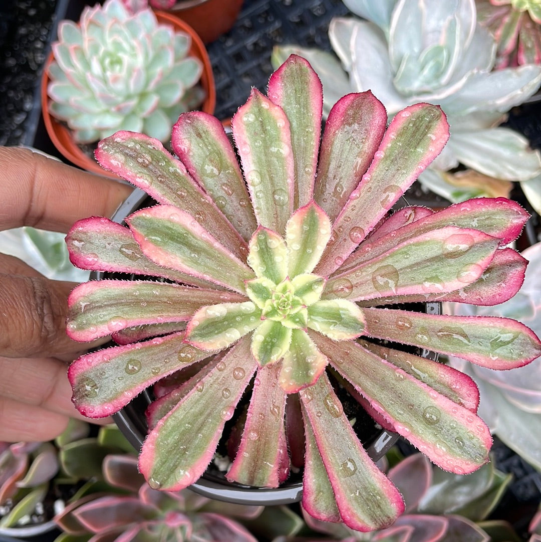 Aeonium Mardi Gras