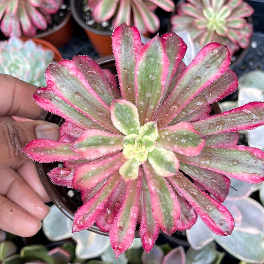 Aeonium Mardi Gras