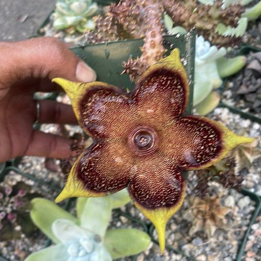 Edithcolea ‘Persian Carpet’ Succulent