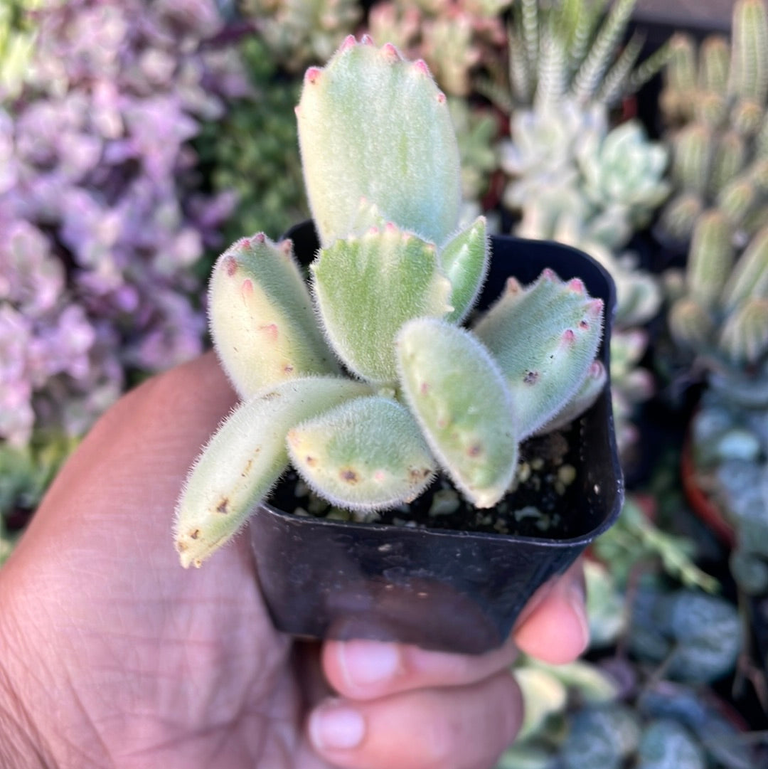 Variegated Cotyledon Tomentosa Succulent- Variegated Bear's Paw (fragile leaves)