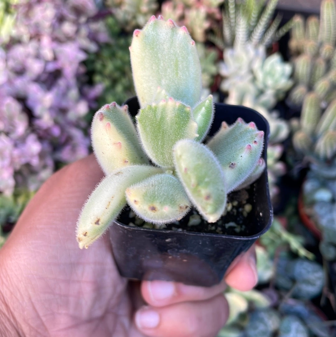 variegated bear paw succulent Variegated Cotyledon Tomentosa Succulent- Variegated Bear's Paw (fragi – Just Succ It