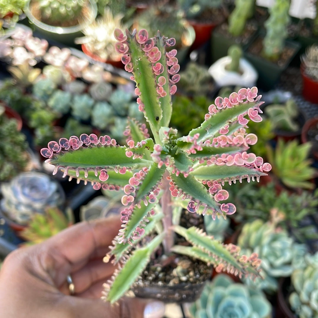 Mother of Thousands - Pink Butterfly