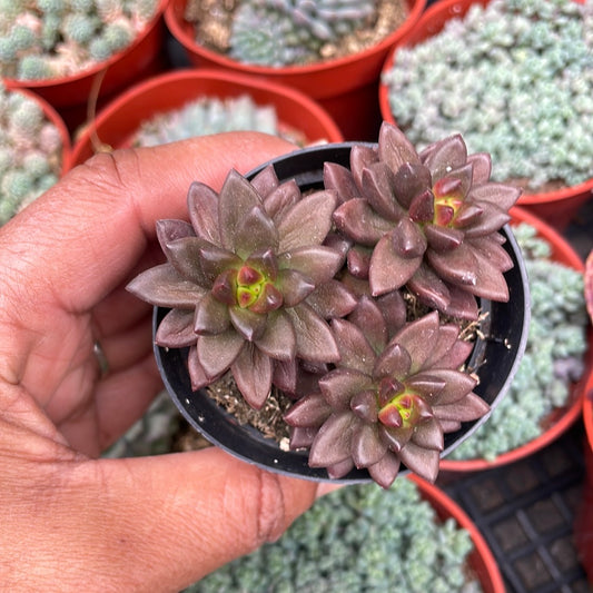 Sedeveria ‘Jet Beads’
