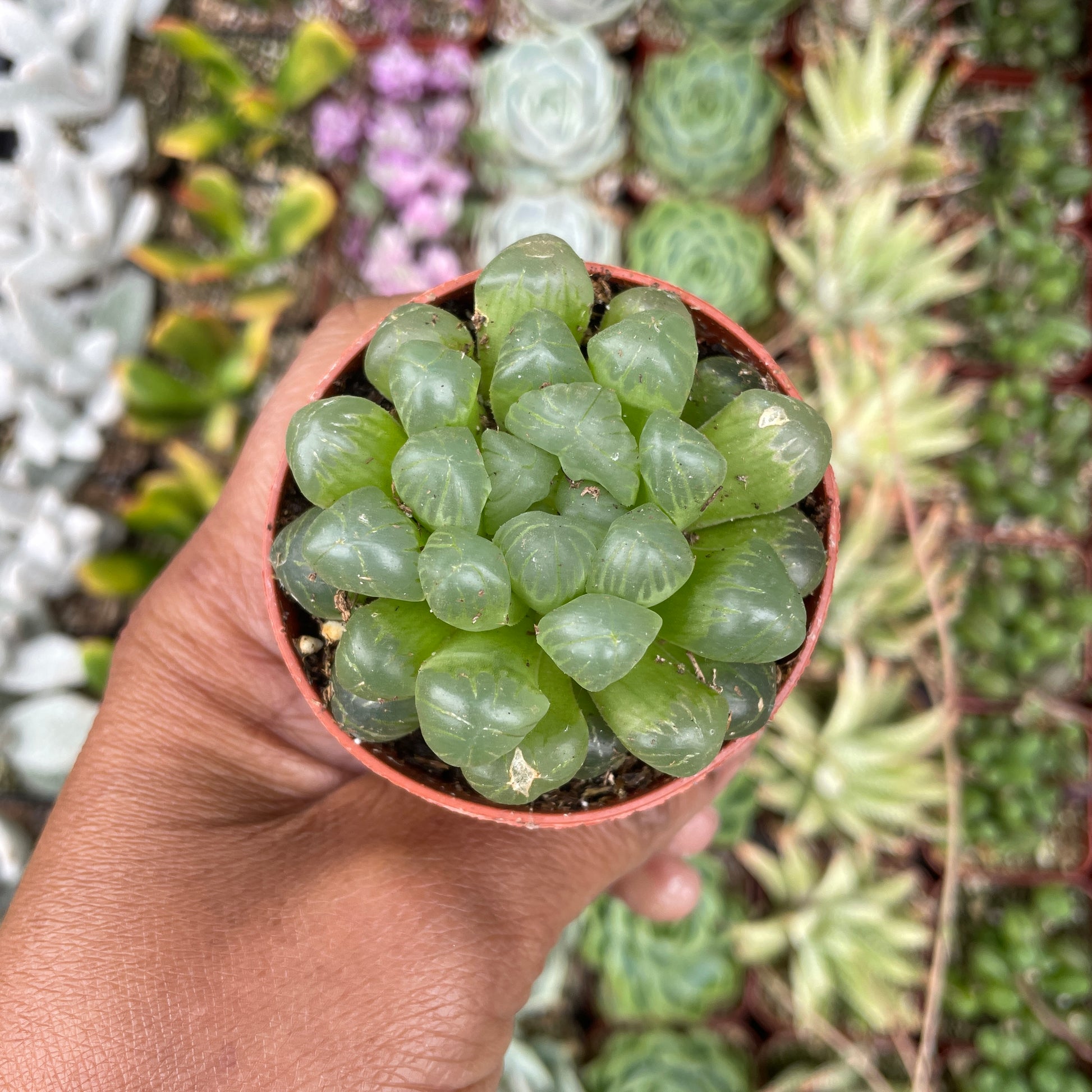 alien eggs succulent Haworthia Cooperi ‘alien eggs’