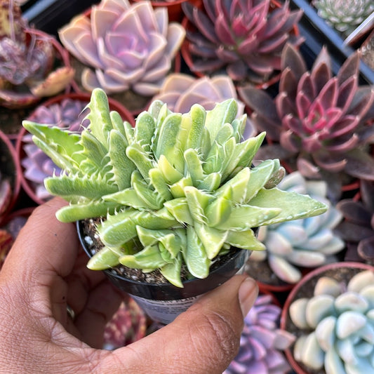 Variegated 'Tiger Jaw' Succulent
