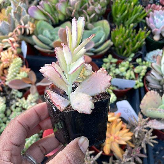 Kalanchoe ‘Stained Glass’
