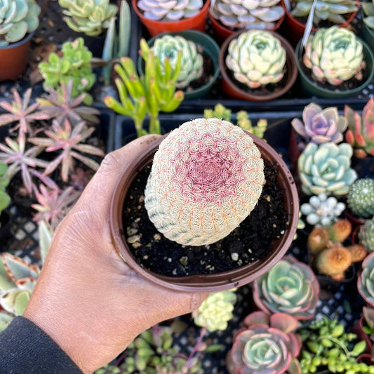 Rainbow Hedgehog Cactus