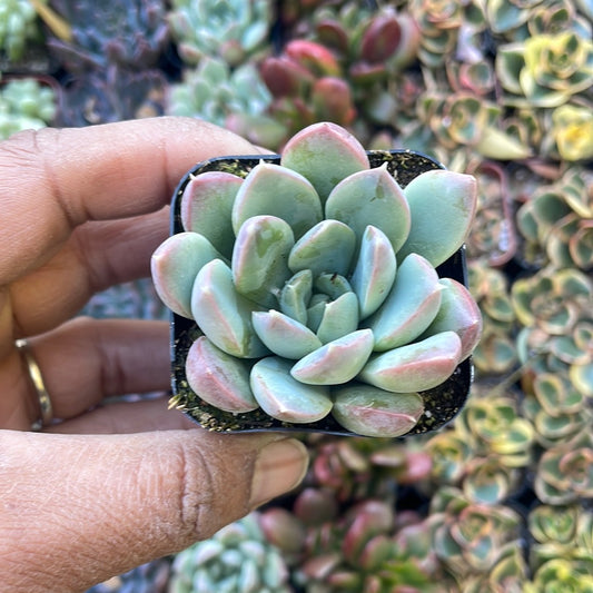 Echeveria Var. Chonky Pink Tipped Leaves Succulent