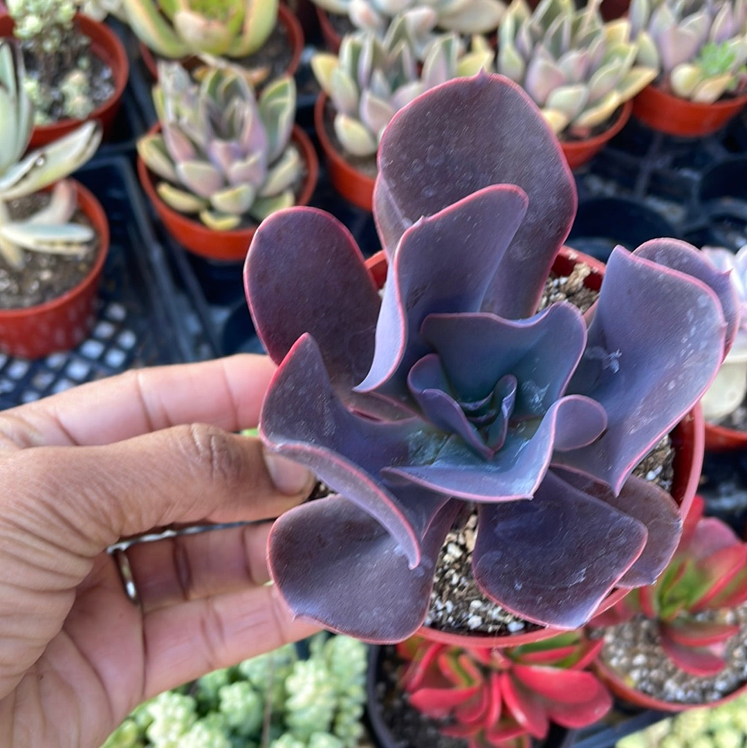 Echeveria Hortencia Succulent