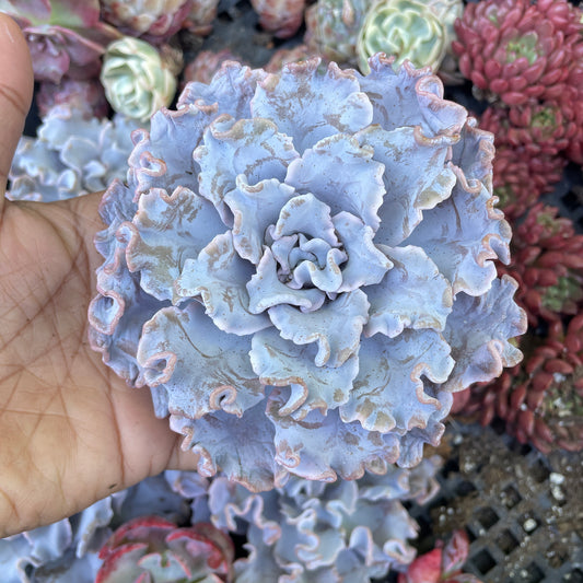 Rare Echeveria Crispate Beauty Imported Succulent