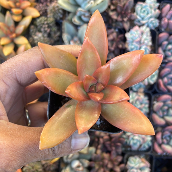 orange succulent plant Sedum nussbaumerianum 'Orange Delight' Succulent – Just Succ It