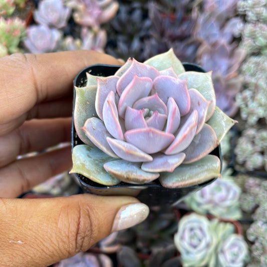 Echeveria var - pink