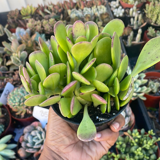 Senecio jacobsenii - Trailing Jade, Weeping Jade