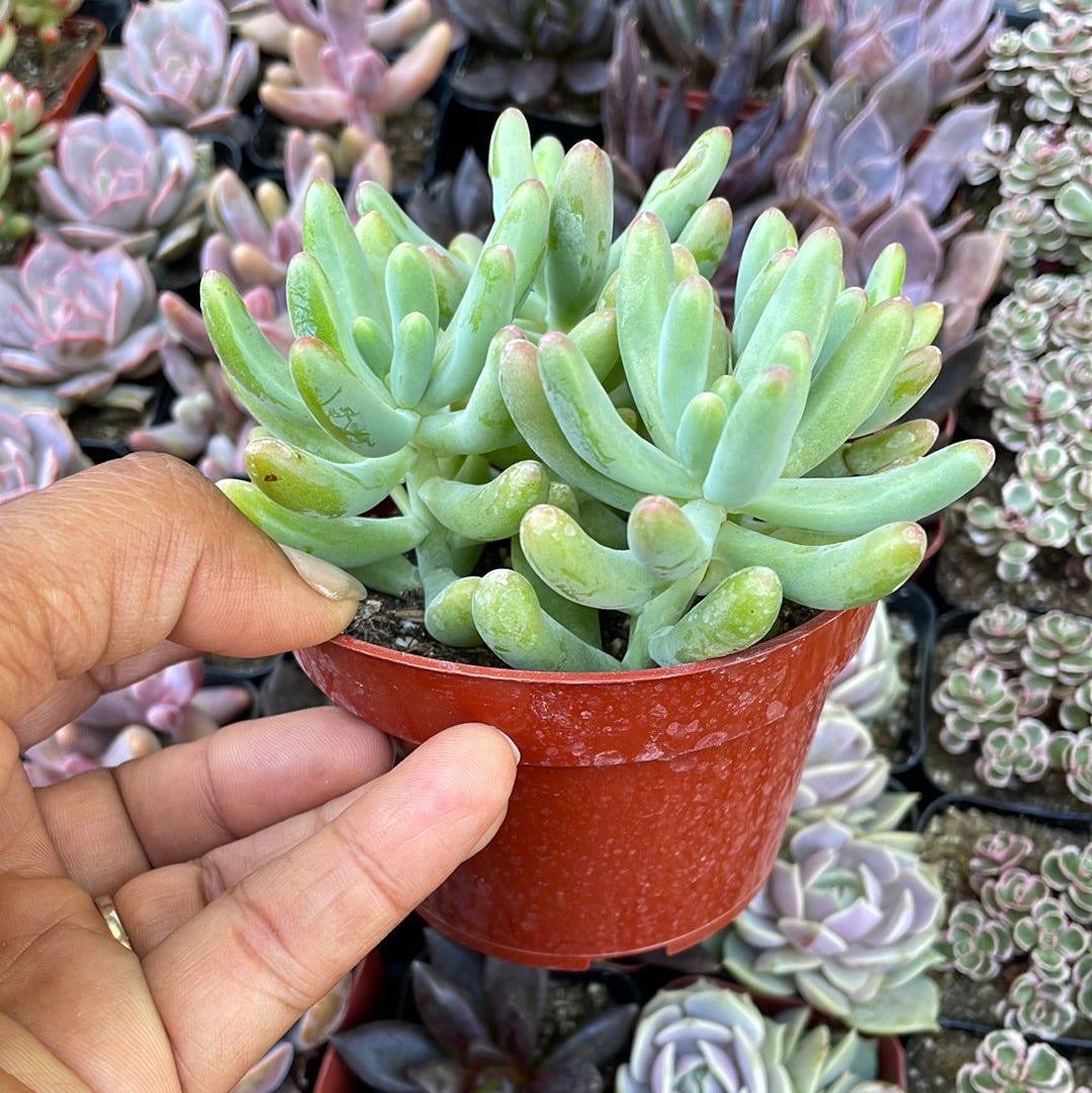 blue jelly bean succulent Sedum pachyphyllum