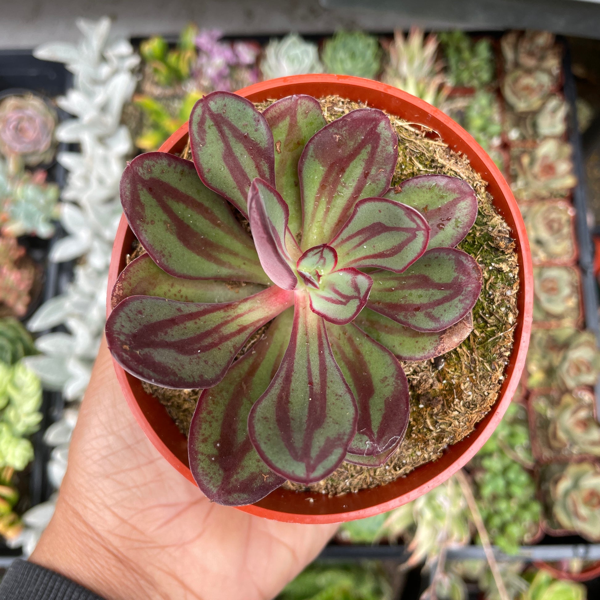 succulent painted lady Echeveria nodulosa 'Painted Echeveria'