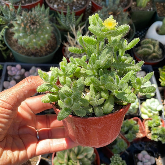 Delosperma echinatum - Pickle Plant