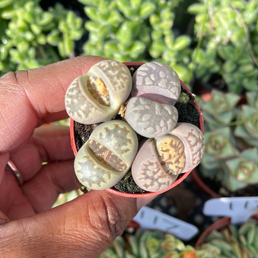 Lithops