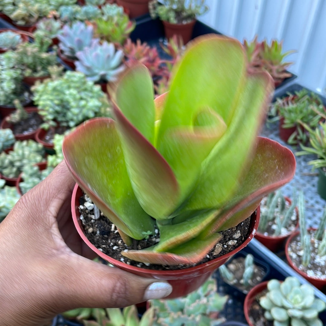 kalanchoe dragonfire succulent Kalanchoe Dragonfire