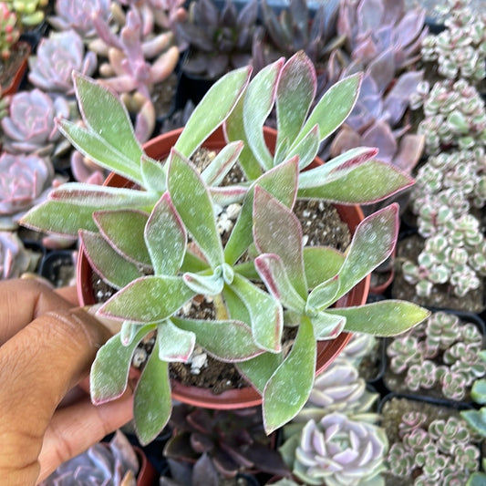 Echeveria Ruby Slippers