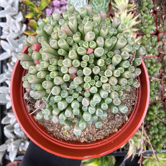 Fenestraria Baby Toes