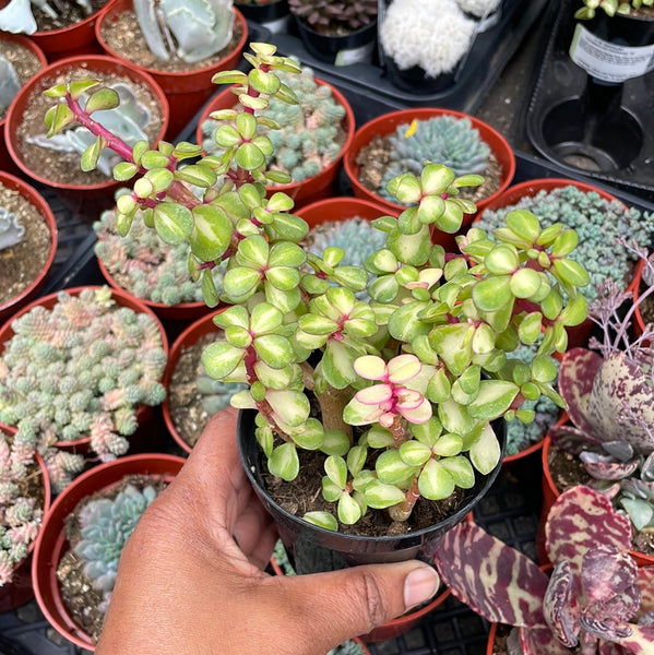 buy portulacaria afra medio-picta midstripe rainbow bush Portulacaria afra 'kaleidoscope' – Just Succ It