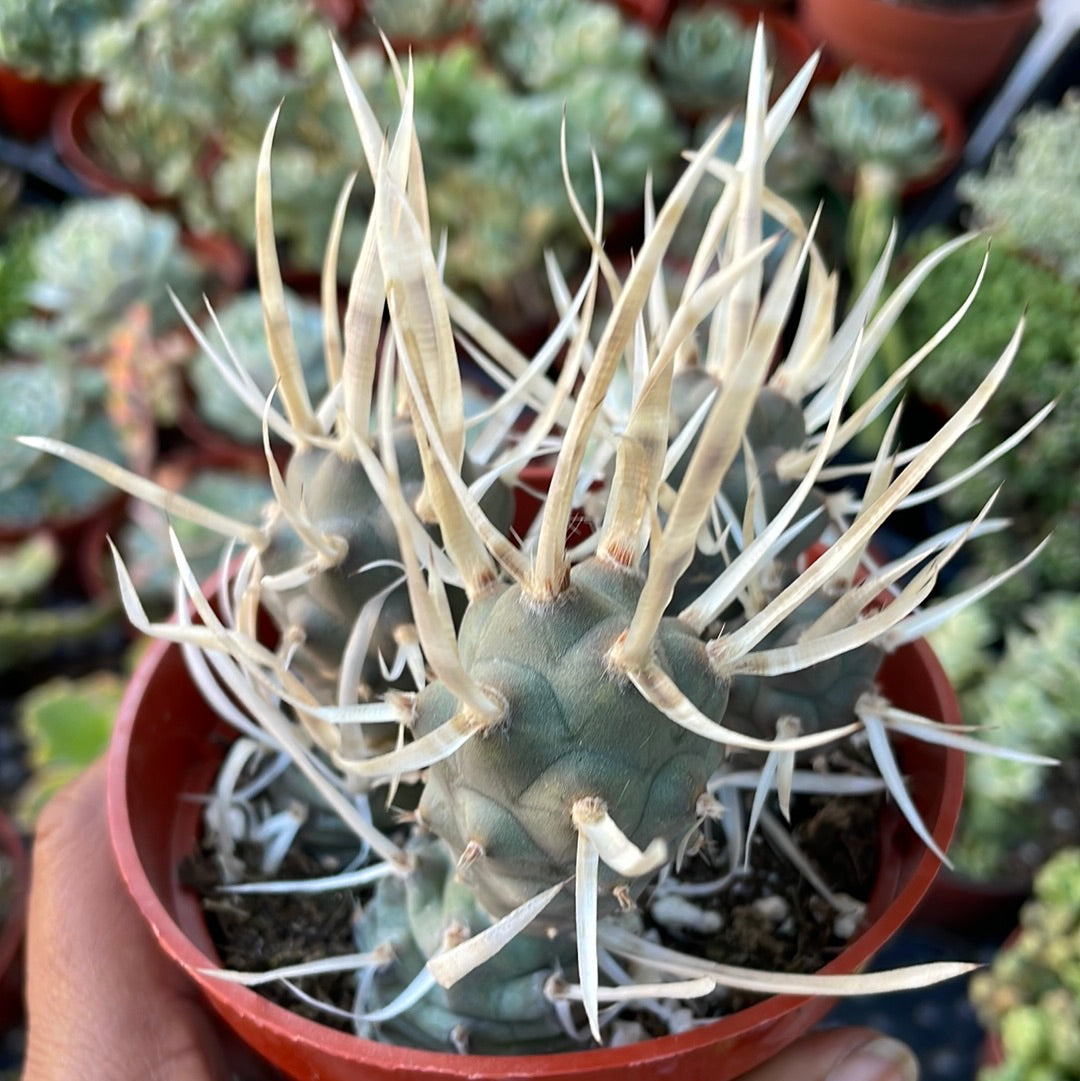 Tephrocactus - Paper Cactus