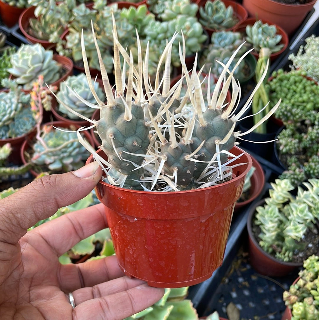 Tephrocactus - Paper Cactus