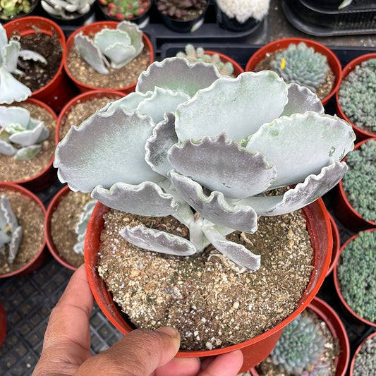 Cotyledon undulata rare succulent