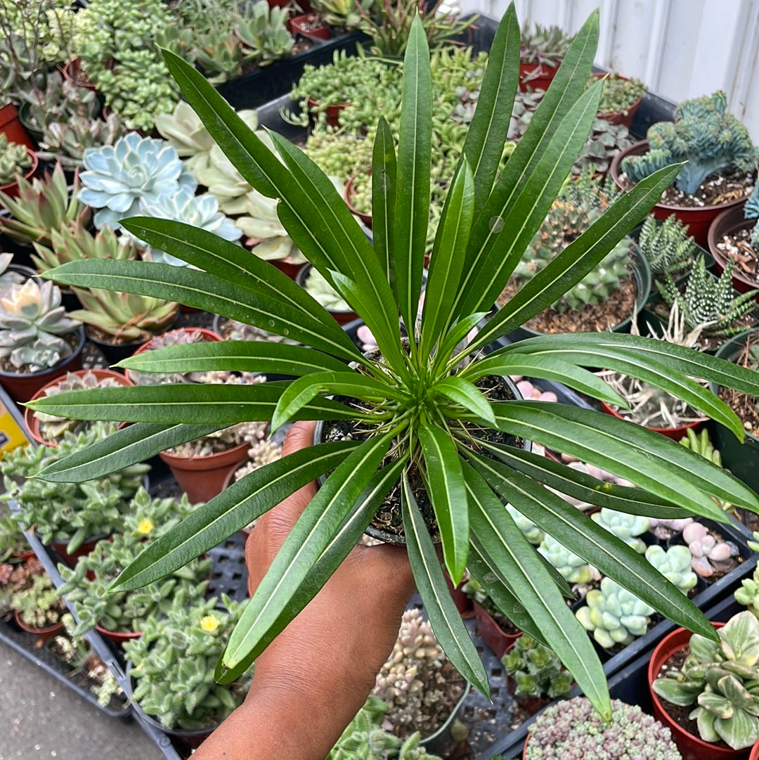 Pachypodium - Madagascar Palm