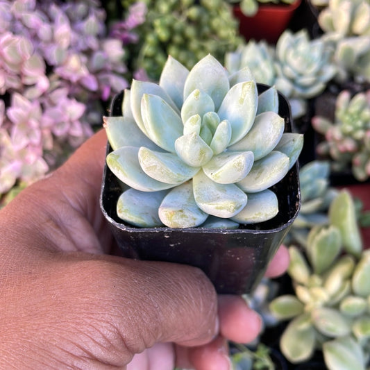 Sedeveria Lilac Mist