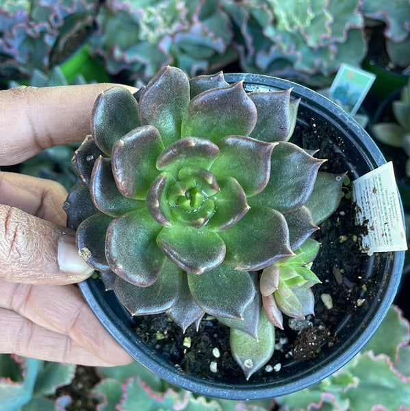 crested black prince succulent Echeveria Black Prince Succulent – Just Succ It