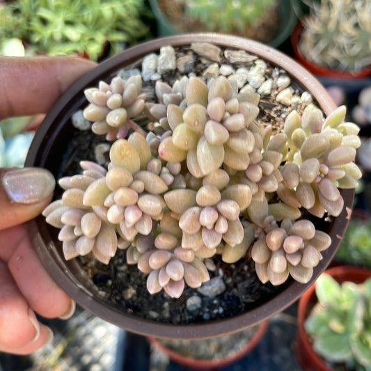 Graptopetalum Mendozae