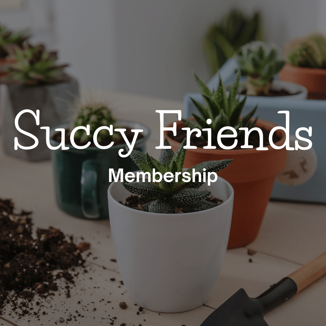 Potted succulent with soil inviting you to join the succy friends membship.