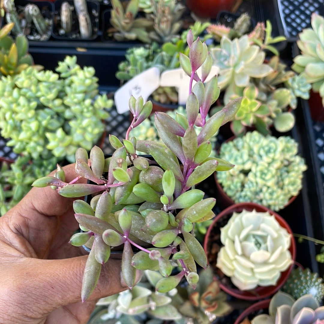 ruby necklace succulents Ruby Necklace – Just Succ It