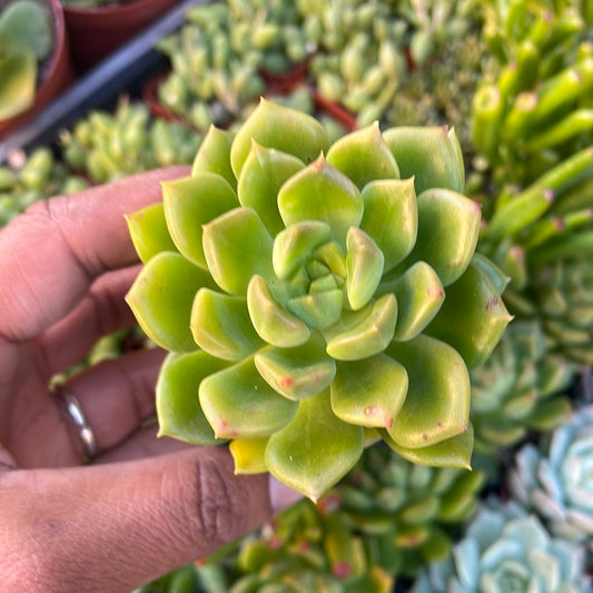 Sedeveria 'Letizia