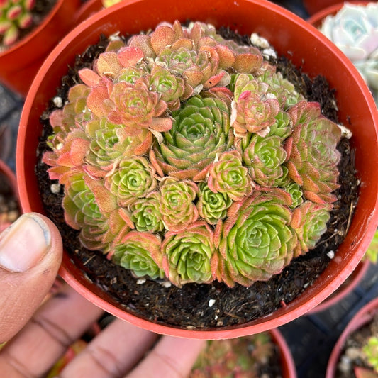 Rosularia Platyphylla Succulent Plant/Turkish Stonecrop