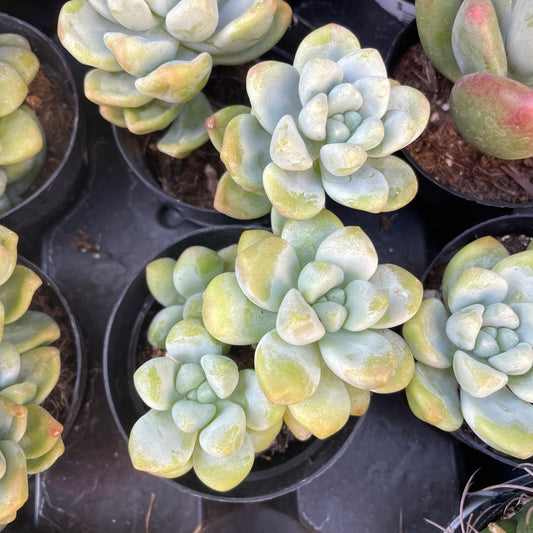 Sedum treleseai