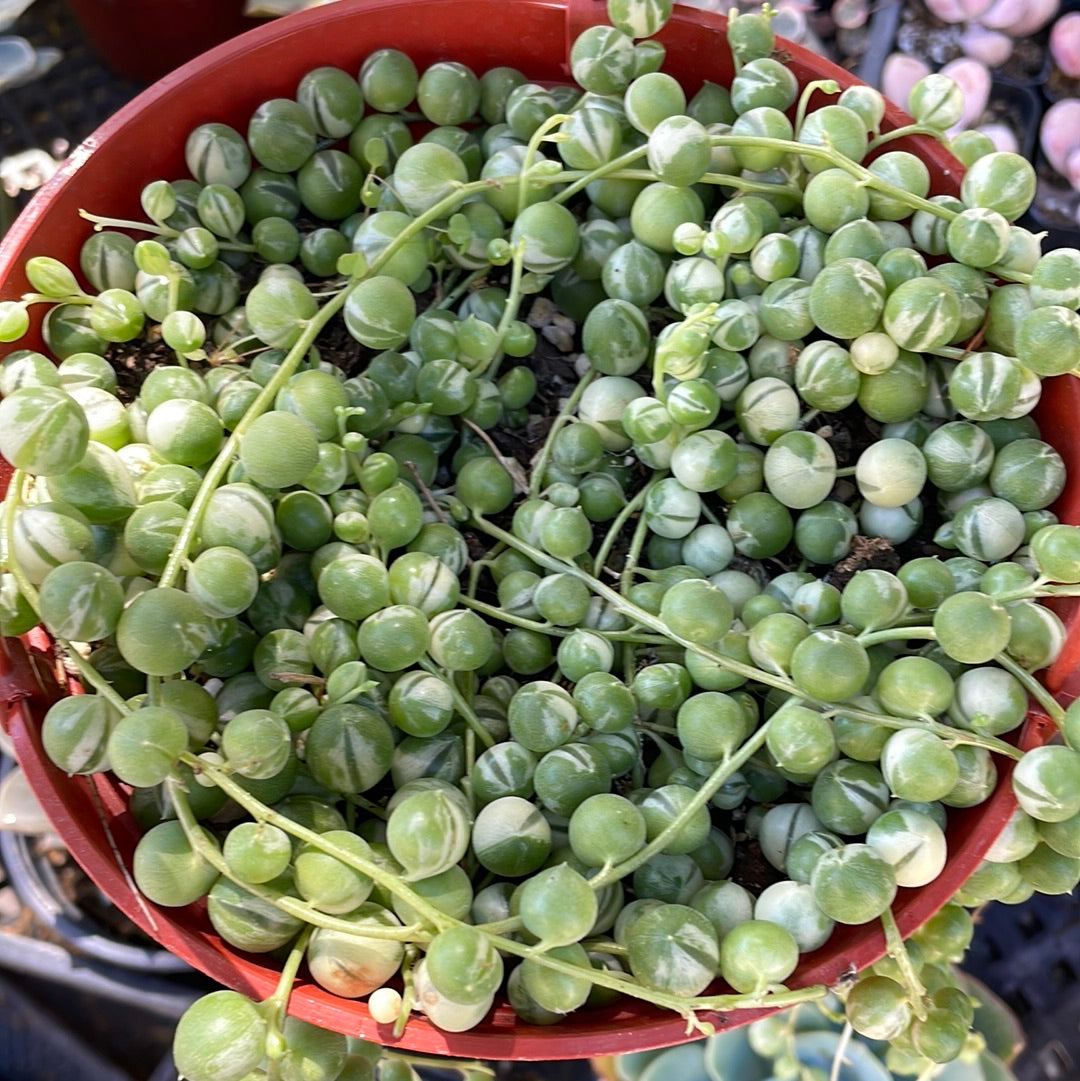 Rare Variegated String of Pearls