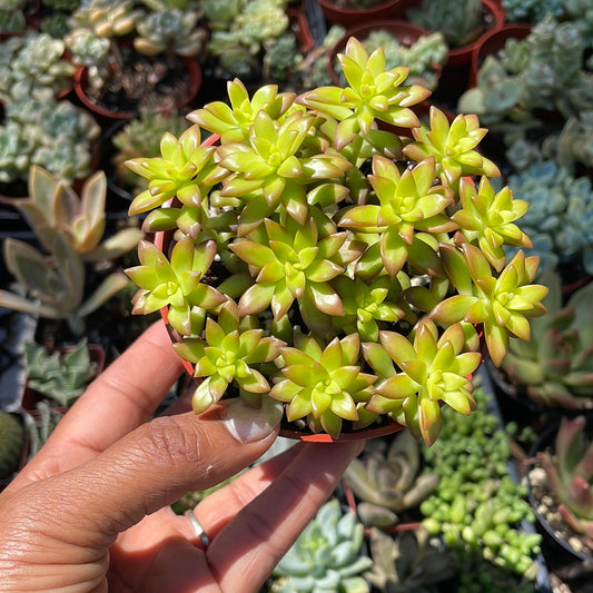 Sedum Adolphii - Shooting Star