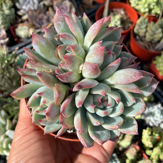 Echeveria Tippy Cluster