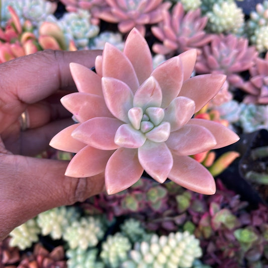 Sedeveria ‘Francisco Baldi’ Succulent