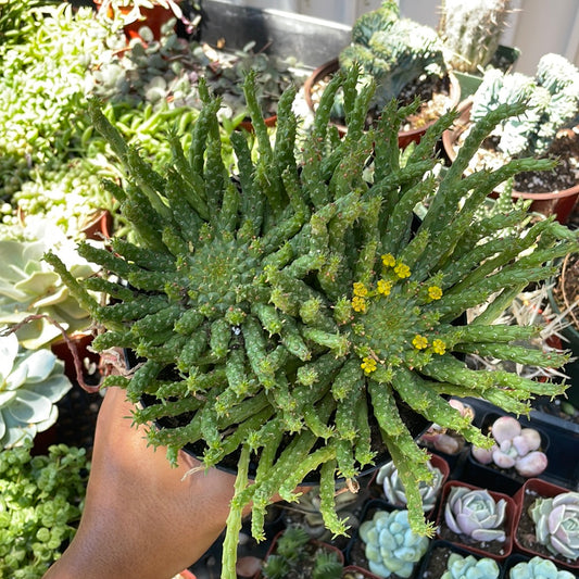 Medusa