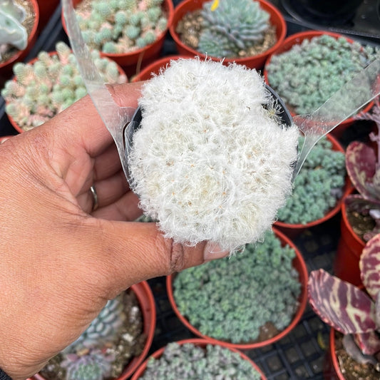 Mammillaria plumosa succulent